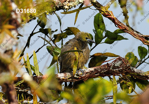 Palm Tanager (Thraupis palmarum)